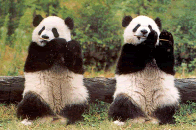 Pandas waving